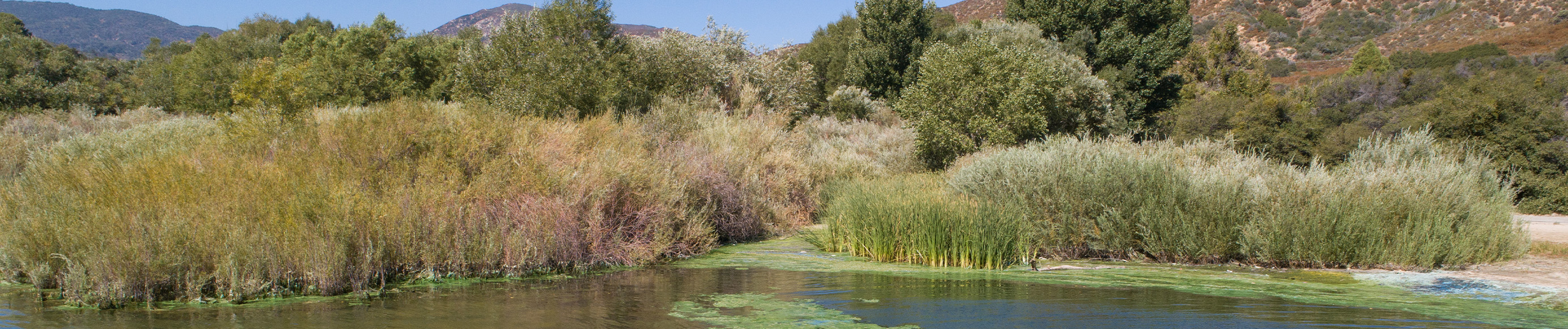Algae Banner